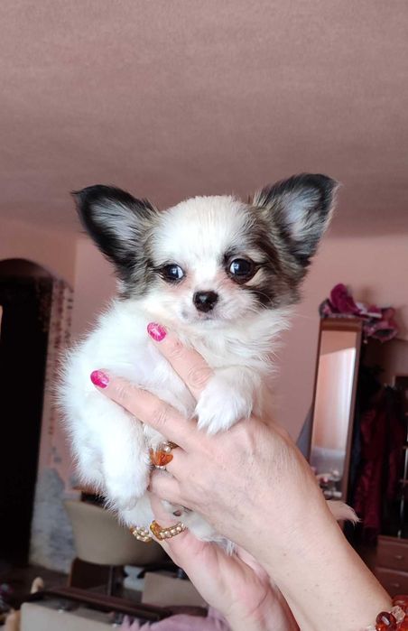 МИНИ пушистик Чихуахуа, в Киеве. 2.5 мес.