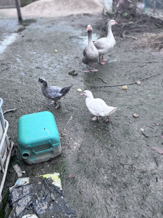 Patos e patas  pequeninis medio e grande.