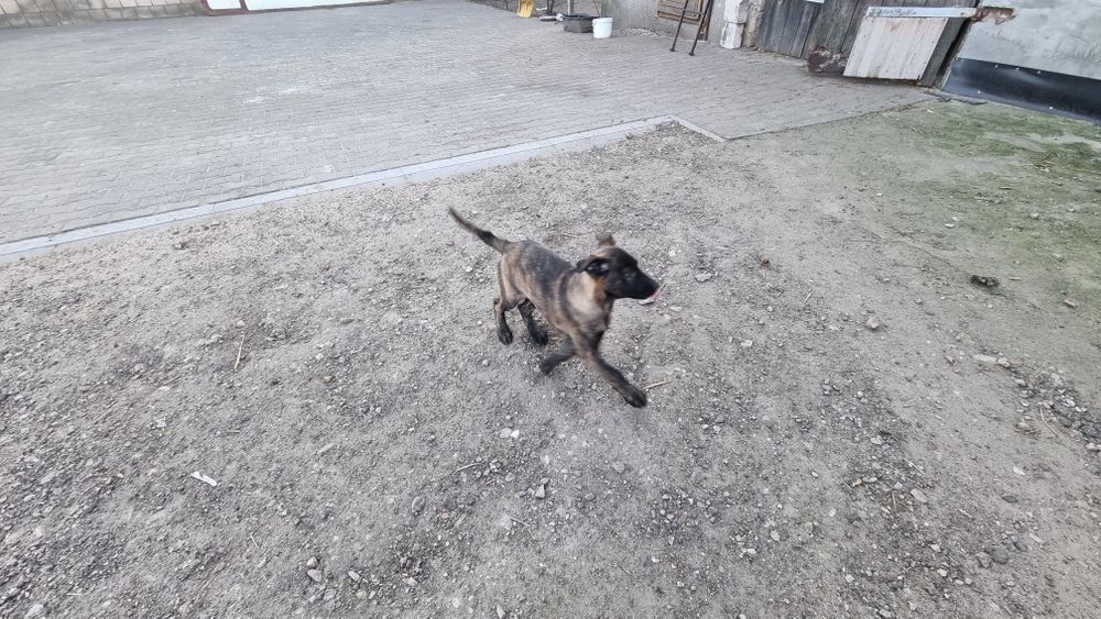 Owczarek Holenderski z Rodowodem