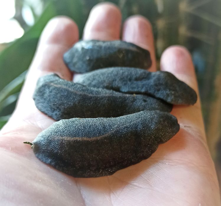 Мадагаскарские слизни. Улитки.