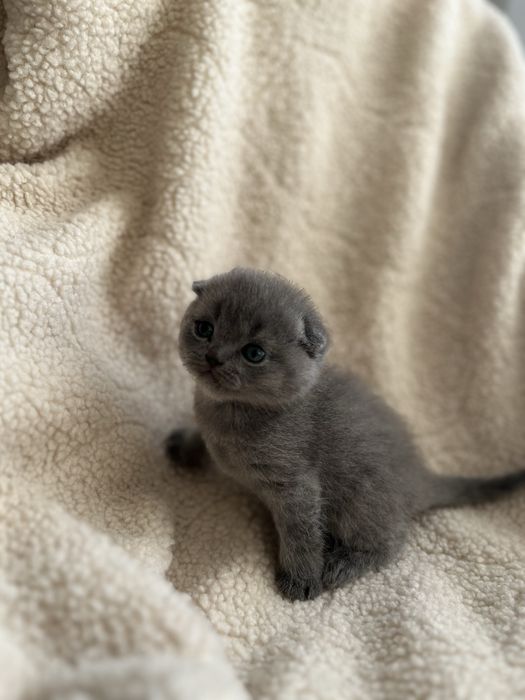 Британські кошенята