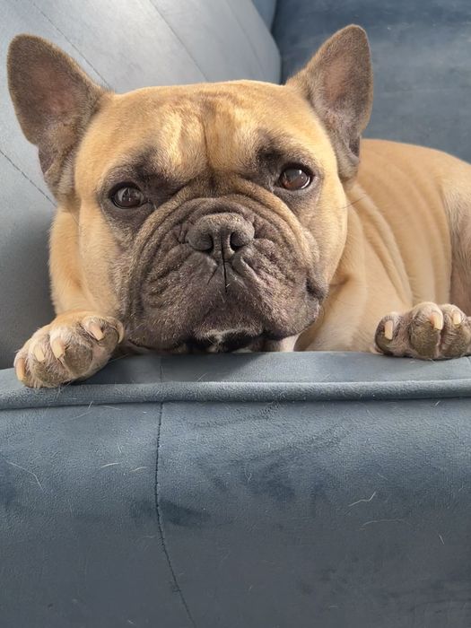 Petsitter / Hospedagem