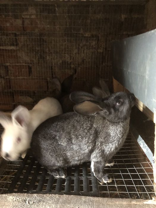 Кролі молодняк, самки самці, мʼясо кролів!