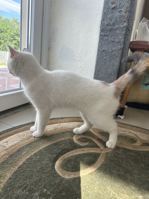 Кішка киця кошеня