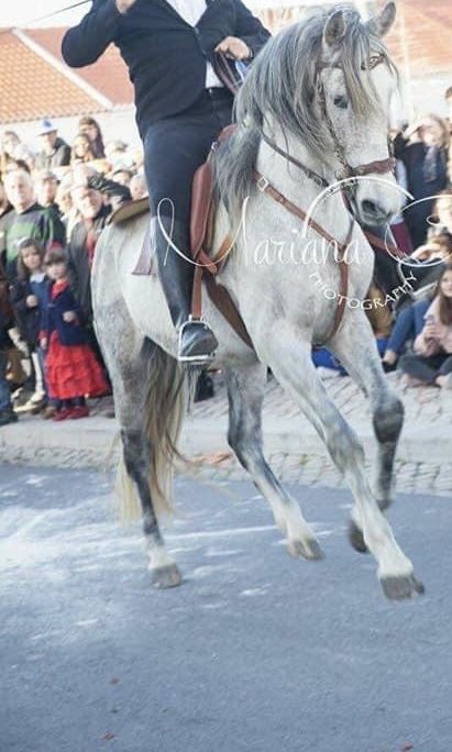 Cavalo inteiro 15 anos