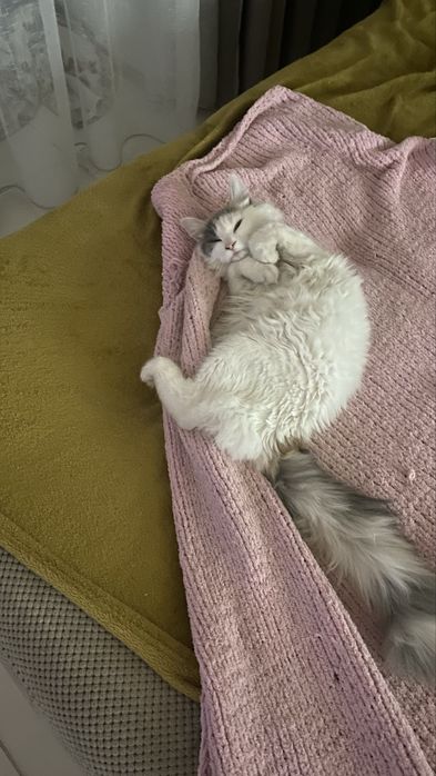 Метис лісовоі киці