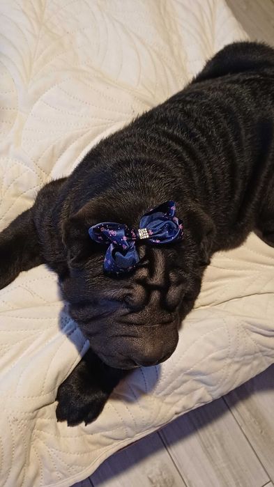 Shar Pei z rodowodem