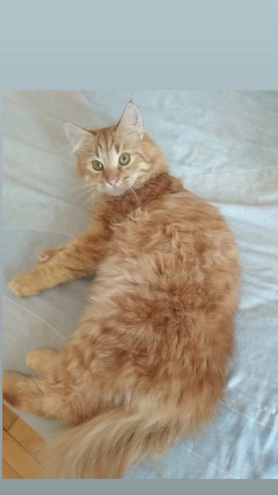 Отдам рыжего пушистого кота, 7 месяцев