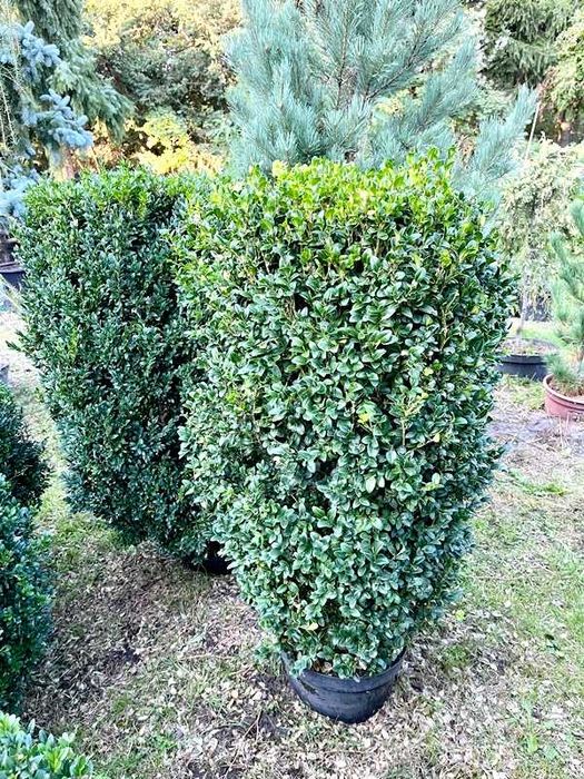 Bukszpan formowany-Walec-110 cm - ukorzeniony w donicach -szkółka W-wa