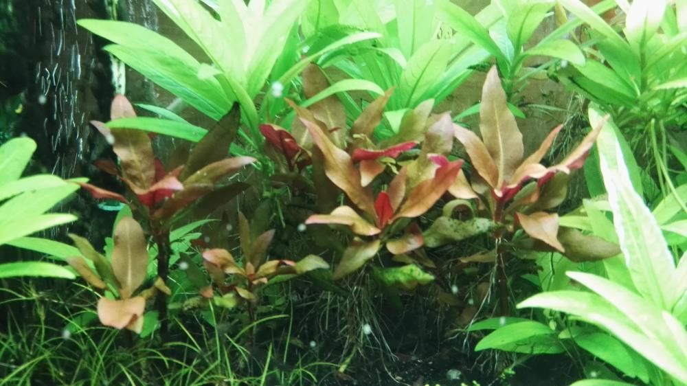 Plantas de aquário - Alternanthera 'Pink'/Bucephalandras/Cryptocorynes