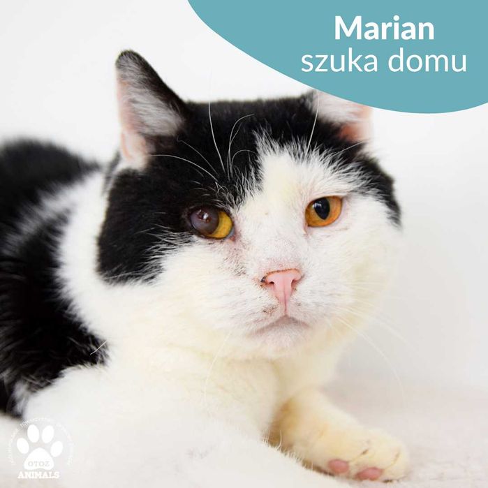 Łagodny kocurek do adopcji! Poznajcie Mariana!