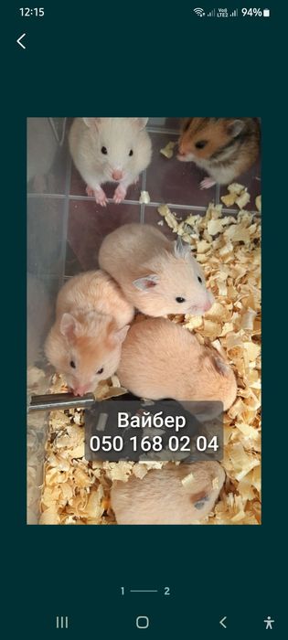 Хомяк белый сатиновый серый персиковый хомячки джунгарские