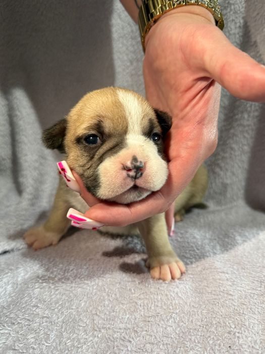 American Bully!!