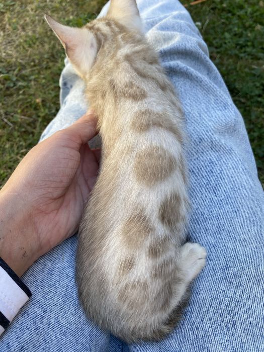Сніжні котики в люблячу родину