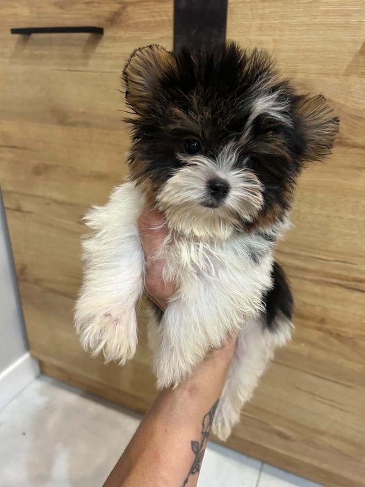 Miniaturka śliczna suczka biewer yorkshire terrier paszport