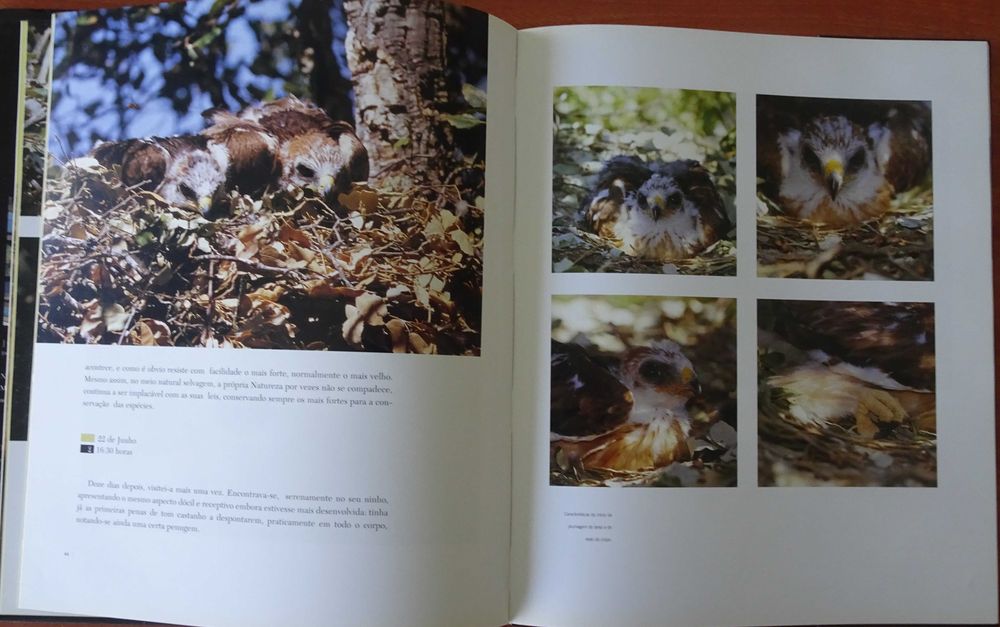 Testemunhos da Vida Selvagem - Aves de Rapina de José Antunes Rito