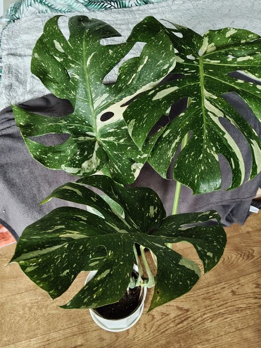 Monstera thai constelaction - duża roślina