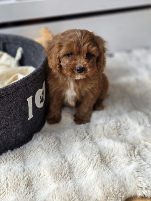 Cavapoo piesek szczeniak