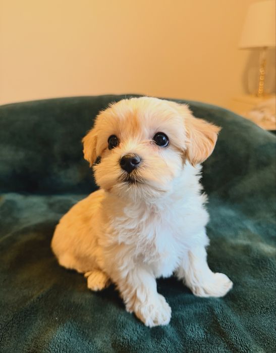 Maltipoo szukają nowego domu