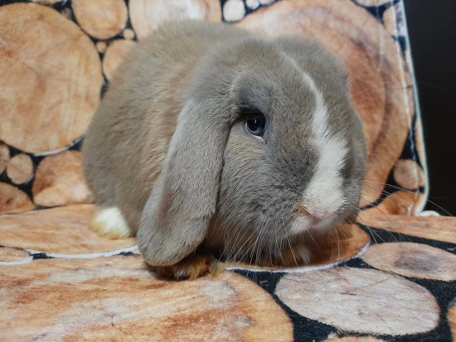 Mini Lop Królik karłowaty z hodowli rodowód Kraków