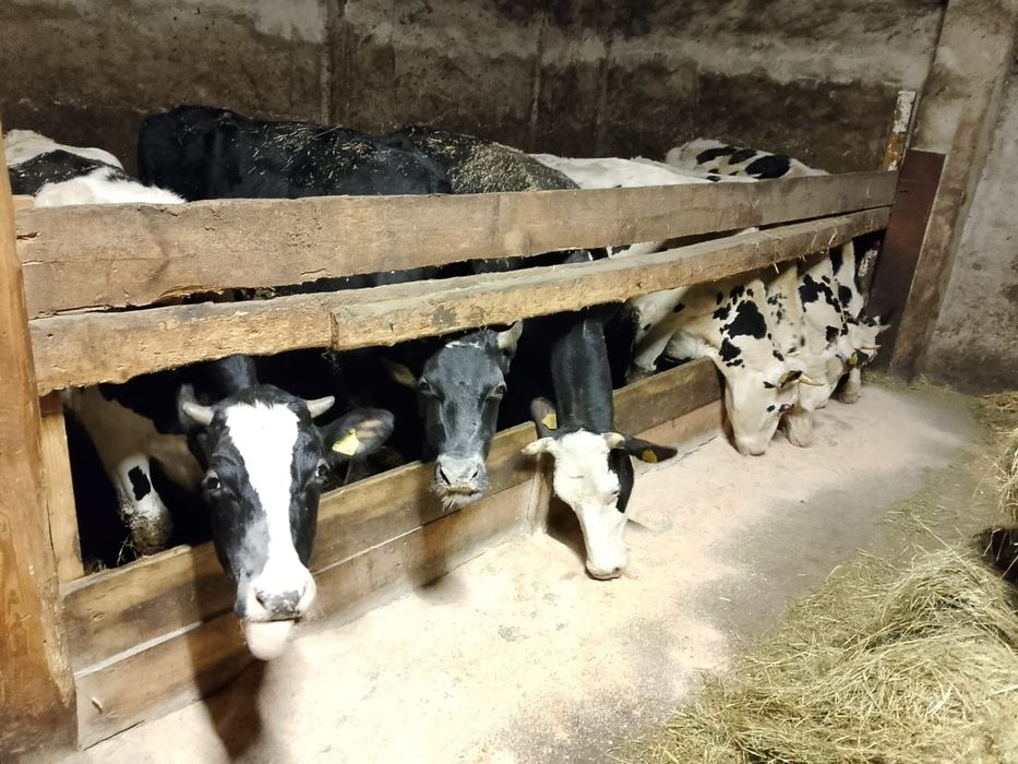 Jałówki wysokocielne