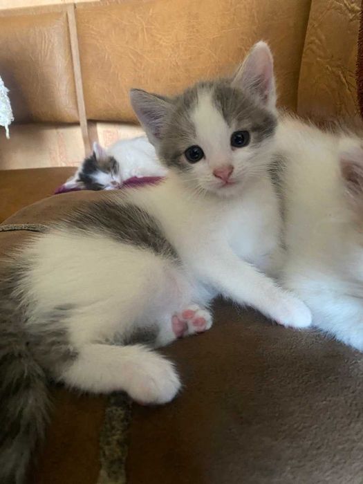 віддам кошенят в добрі руки