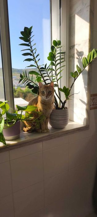 Pet Sitting Profissional – Cuidados e Carinho ao Domicílio