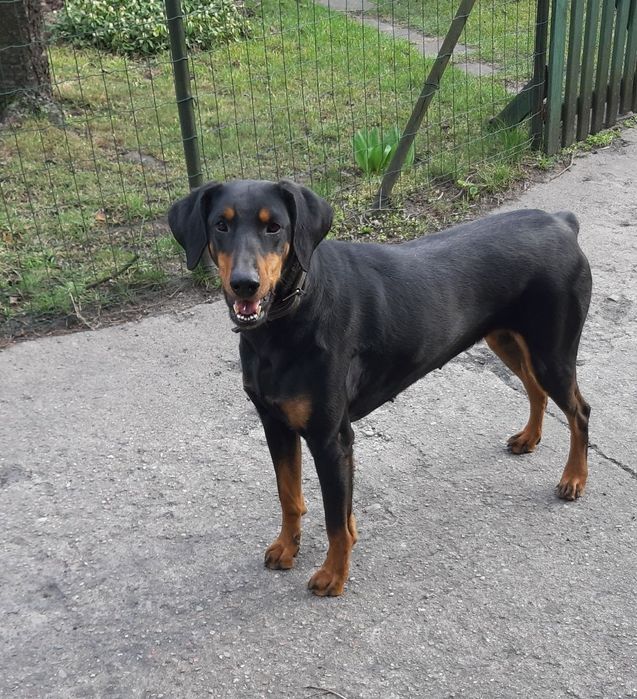 Oddam za darmo suke dobermanke