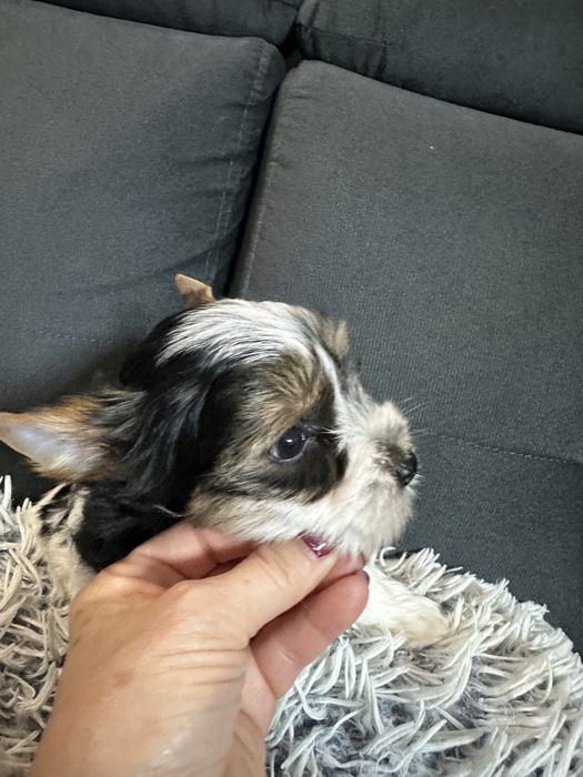 Biewer Yorkshire Terrier