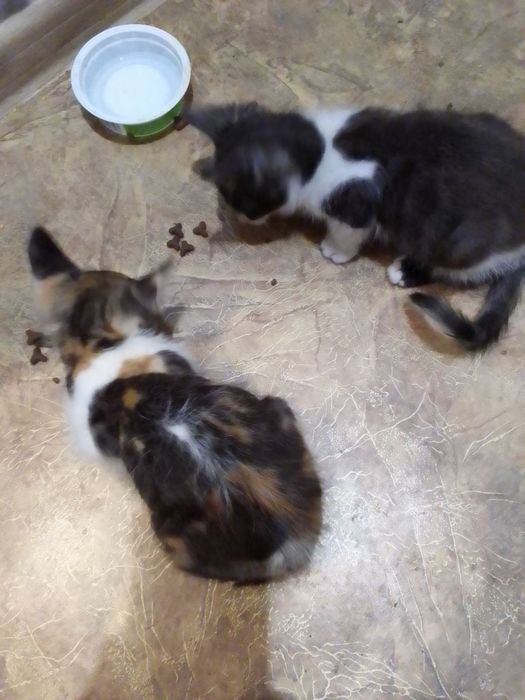 Маленькие котята