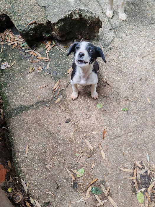 Linda canídea, será doada a quem tiver condições e gostar dela