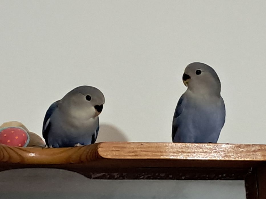 Casal agapornis roseicollis 2026