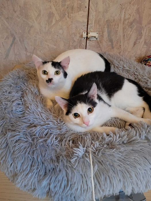 Dwaj koci bracia szukaja domu