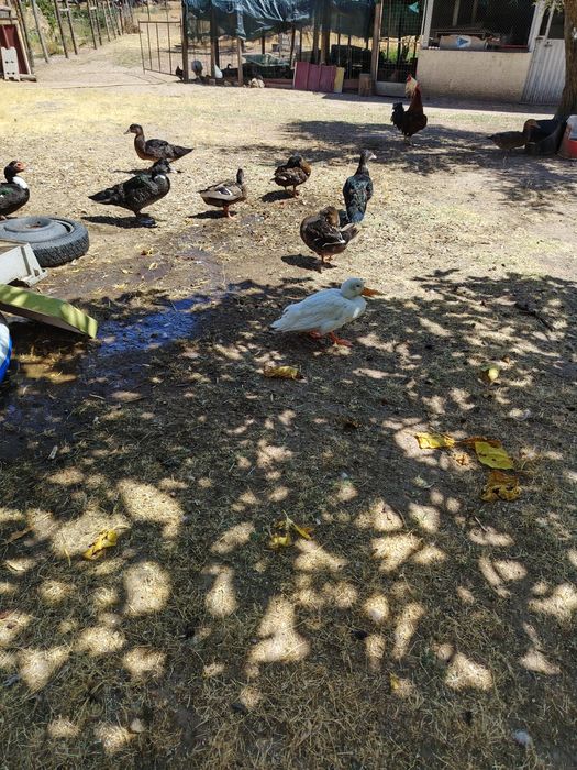 Vendo  Venda de caturras ,  patos bravos e patos mudoss