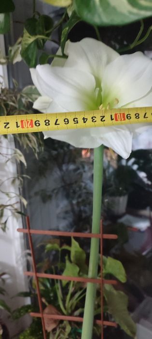 Гиппеаструм ,Амарилис,комнатные цветы,комнатное растение