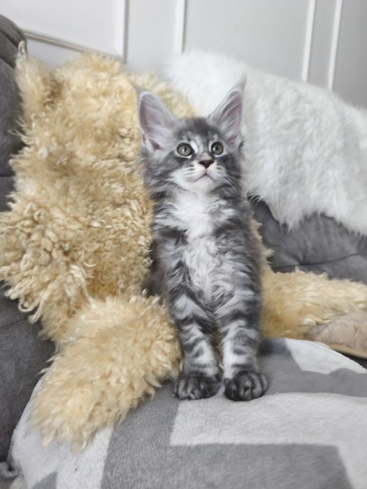 Kotka Maine coon Aqua
