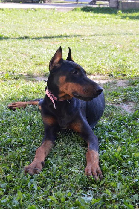 Цуценята добермана