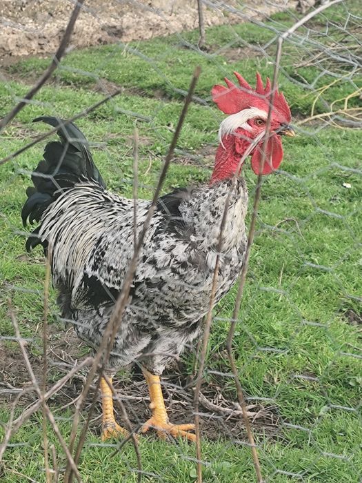Ovos de galinha galados