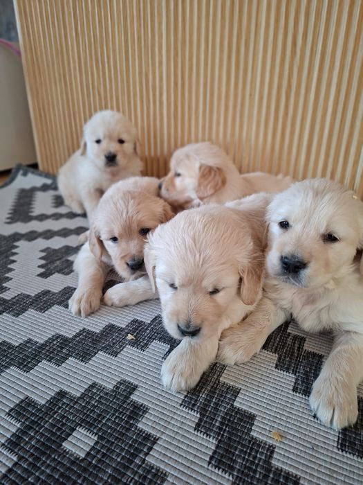 Szczeniak Golden Retriever i biszkoptowy