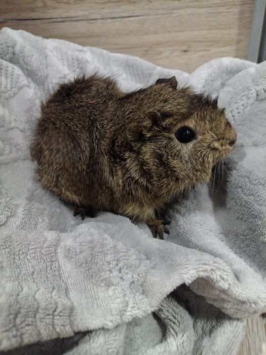 Swinka morska gotowe do odbioru