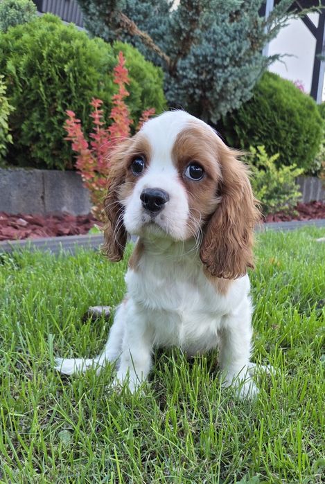 Cavalier King Charles Spaniel Samczyk