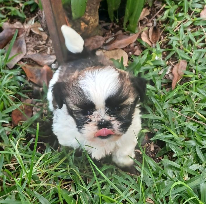 Shih-Tzu macho disponível