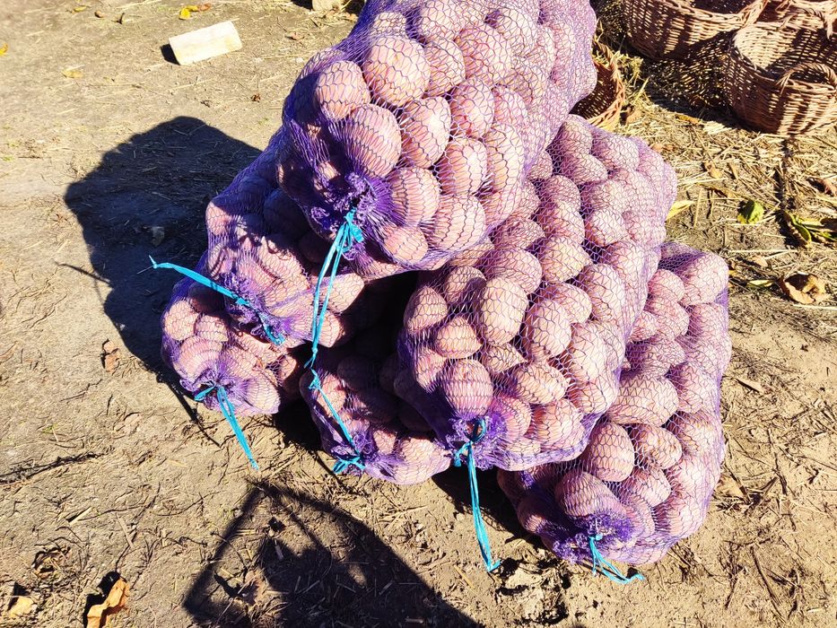 Продам картоплю белароса.6.5