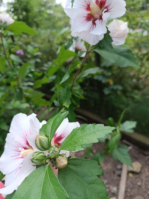 Róża chińska 3 letnie sadzonki XXXL