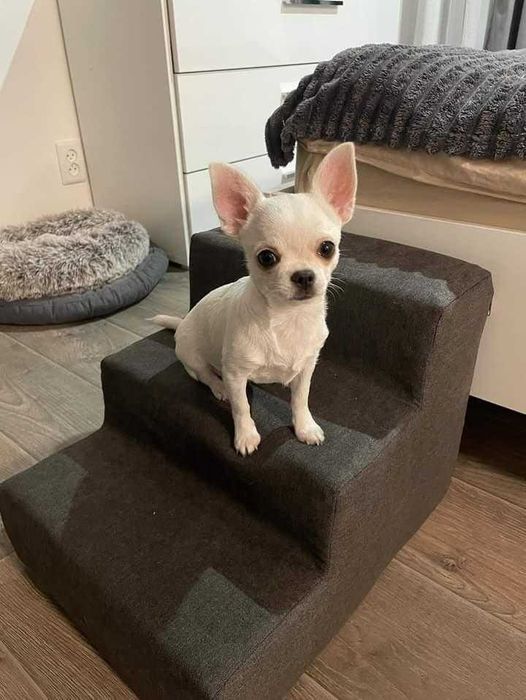 Сходинки приліжкові для тварин