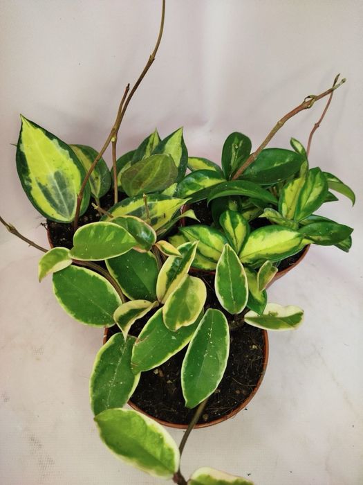 Антуріум,селагінела,хойя,драцена,шефлера,каланхоє