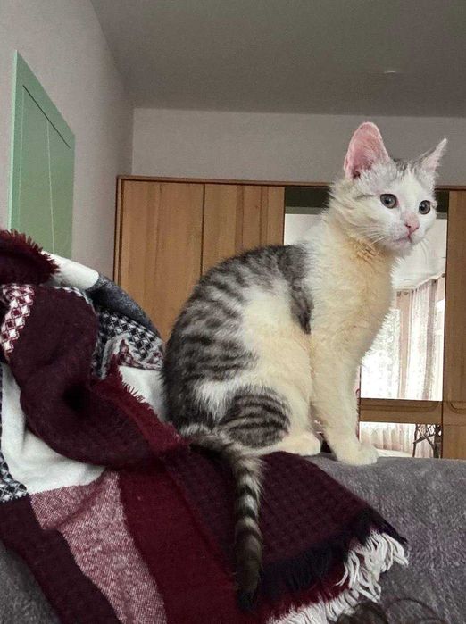 Кошеня Ромася в пошуку родини