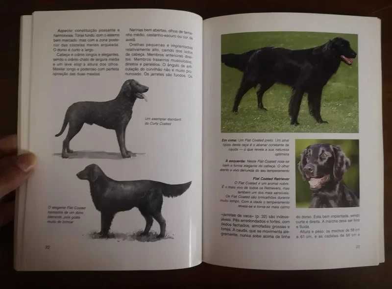 "O Retriever" de Brigitte Schneidermann