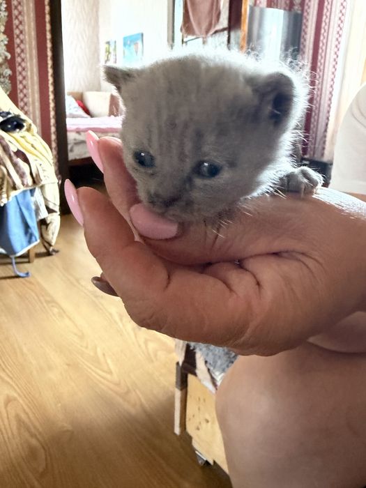 Британські кошенята