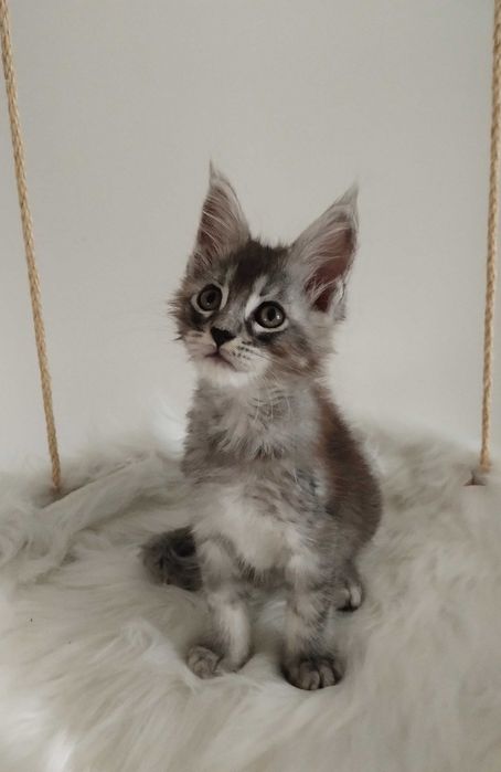 Kocurek Maine Coon ns22 srebrny czarny